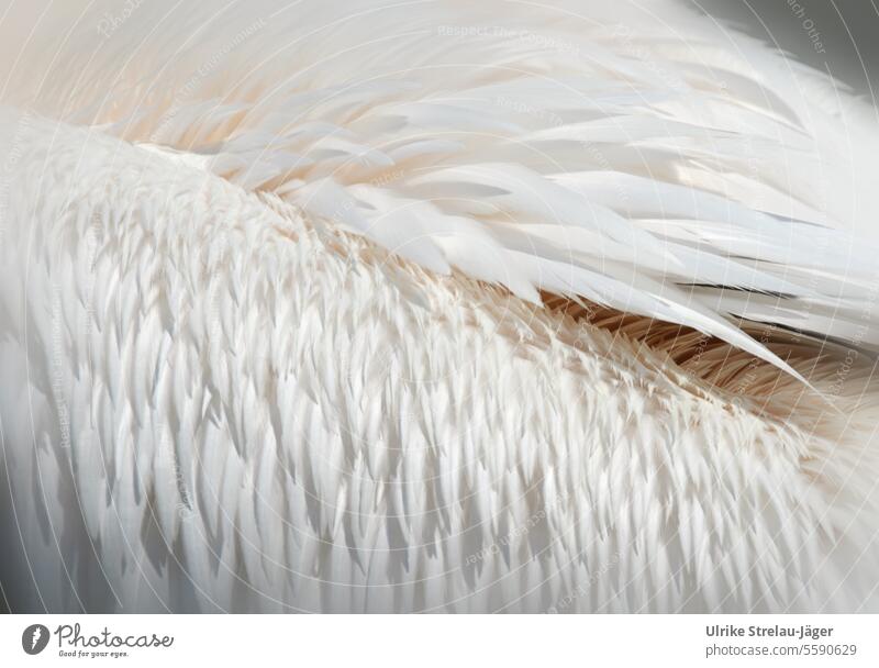 Close-up of pelican feathers - a Royalty Free Stock Photo from