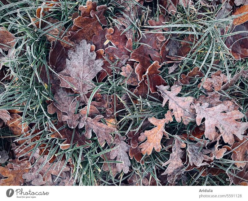 Frosty oak leaves in the grass Grass Oak leaf Hoar frost Cold Winter Ice Frozen Freeze Detail foliage
