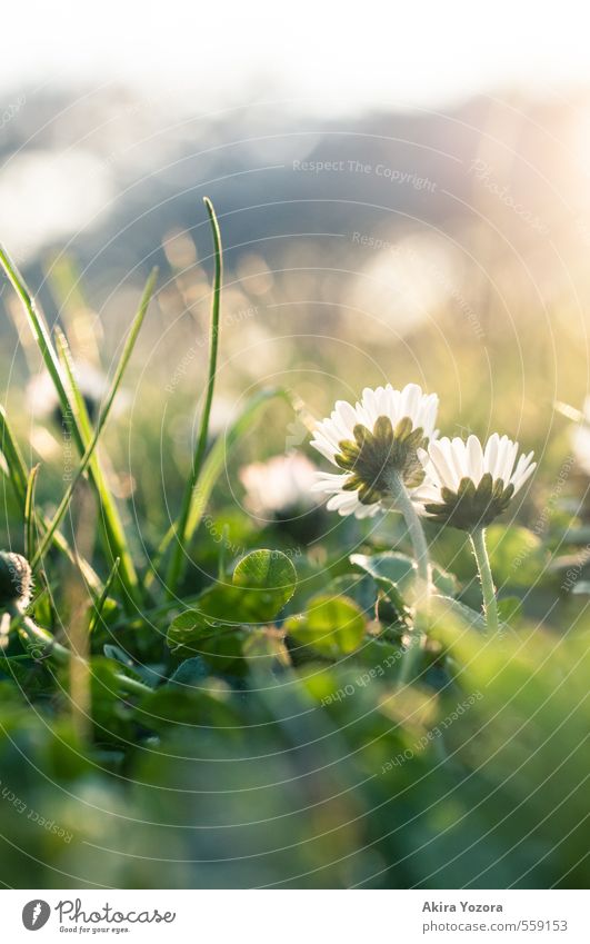 Growing up together Nature Plant Animal Sunlight Spring Beautiful weather Flower Grass Park Meadow Observe Touch Blossoming Glittering Growth Together Natural