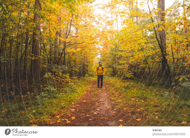 Backpacker walks through the colourful autumn forest in the Hoge Kempen National Park in eastern Belgium. Wilderness in Flanders in November young adult walking