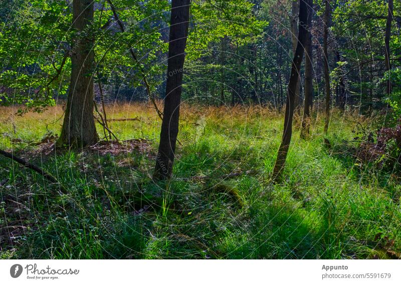 Wild grasses grow in a forest clearing and form a brightly colored autumnal strip Clearing Forest Sunlight Stripe vegetation variegated Bright warm Nature