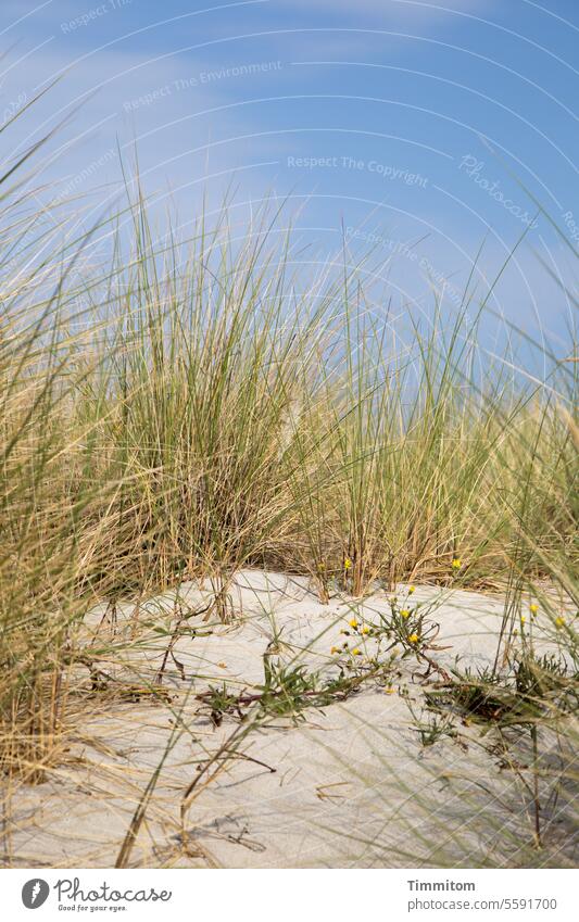 A feeling of summer Summer Sky Blue duene Sand warm Marram grass stalks Vacation & Travel Baltic Sea Nature Beach Deserted Exterior shot Colour photo
