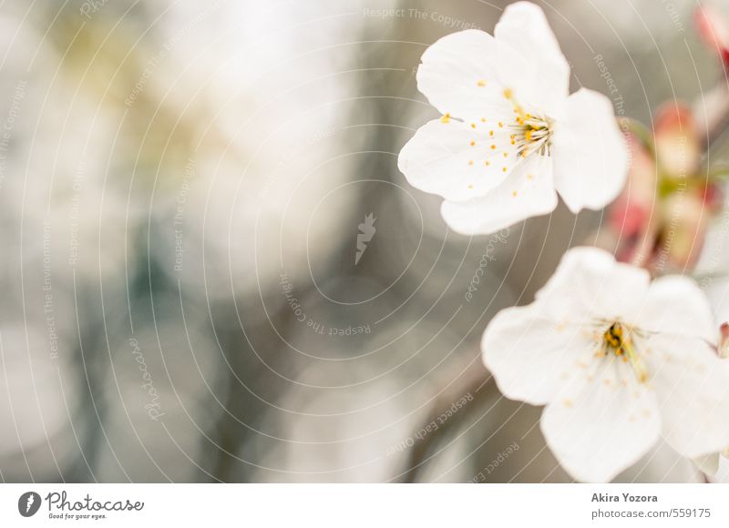 Woke up this morning Nature Plant Spring Tree Blossom Brown Yellow Pink White Spring fever Warm-heartedness Blossoming Cherry blossom Colour photo Exterior shot