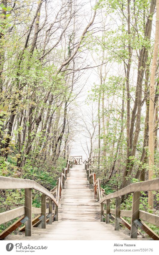 Through the forest to the sea. Nature Water Spring Tree Bushes Coast Stairs Touch Blossoming Discover Growth Long Natural Brown Green Wood Deserted