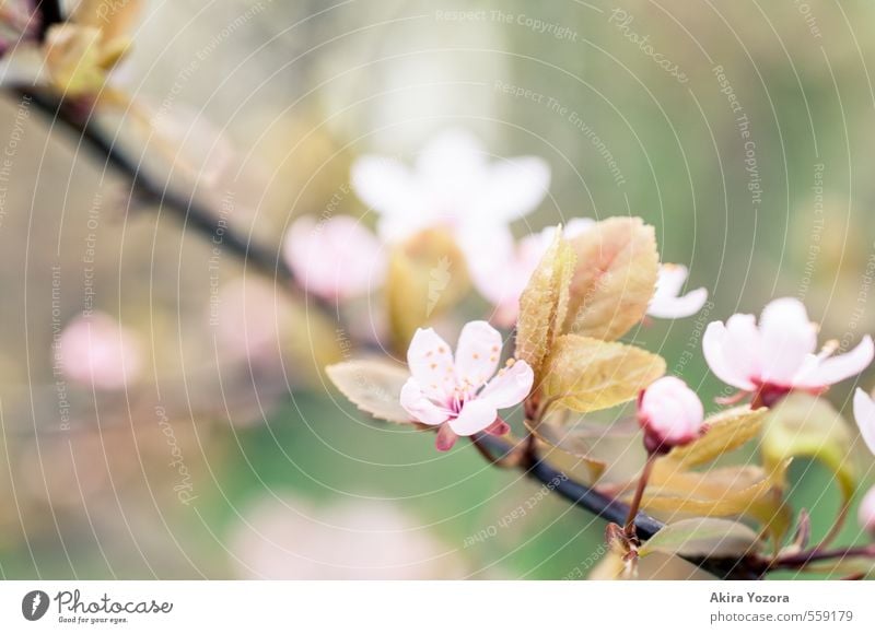 quietly Nature Spring Tree Leaf Blossom Green Pink Red Black Spring fever Romance Cherry tree Cherry blossom Ornamental cherry Blossoming Colour photo Detail