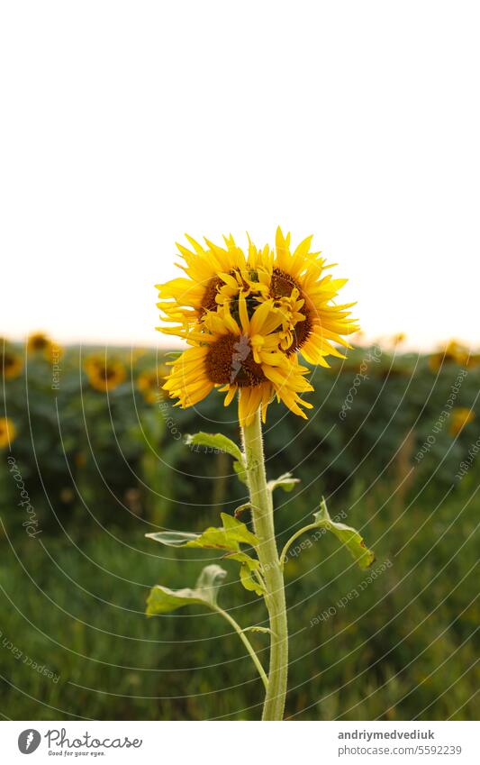 Unusual modified sunflower mutation at field. Deformulated conjoined mutated yellow flower with three heads. Climate change, global warming. Vertical photo
