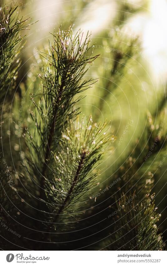 Close up young evergreen pine tree branches with long its needles in the forest or park on sunny day. Christmas, New year gift card. Coniferous lush fir. Festive natural background