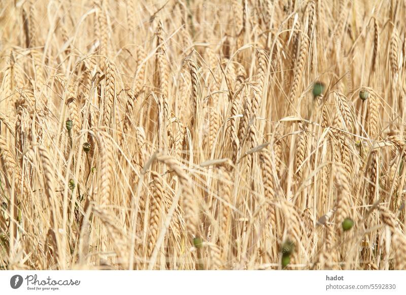 Ripe ears Cereal grain field farming wheat ears grains cornfield cornfield barley oats rye crop ripe
