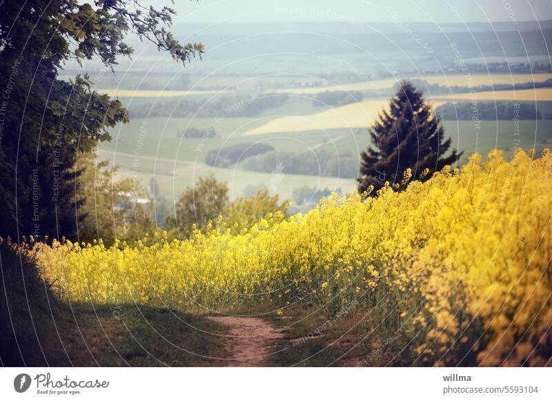 oh fir tree Canola Blossoming Canola field off Landscape Spring Agricultural crop Oilseed rape flower