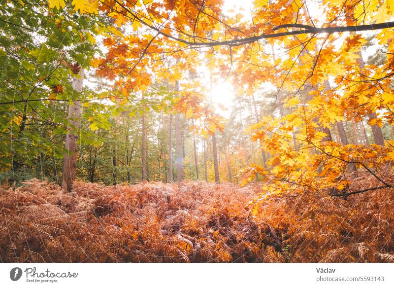 Colourful autumn forest in Hoge Kempen National Park, eastern Belgium during sunset. A walk through the wilderness in the Flanders region in November