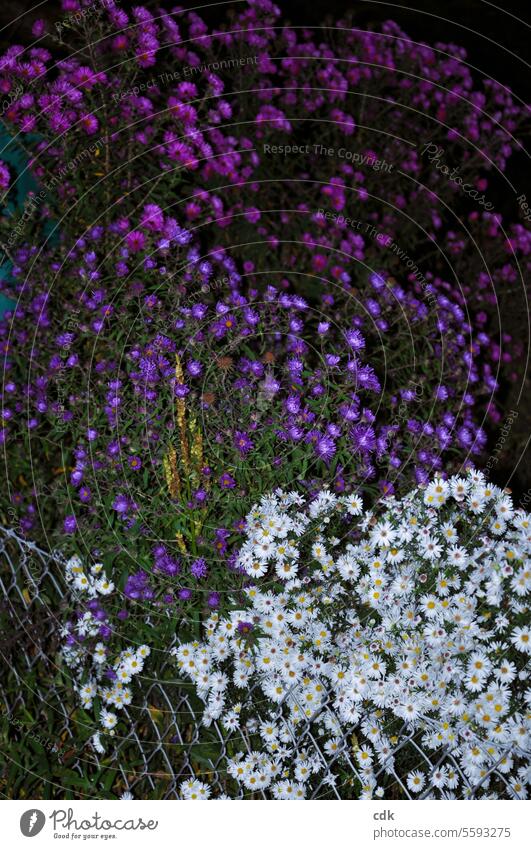 Aster la Vista, dear fall! 🌸 It was lovely with you! | Different colored aster bushes in the autumn twilight. Herbaceous plants Asters variegated White purple