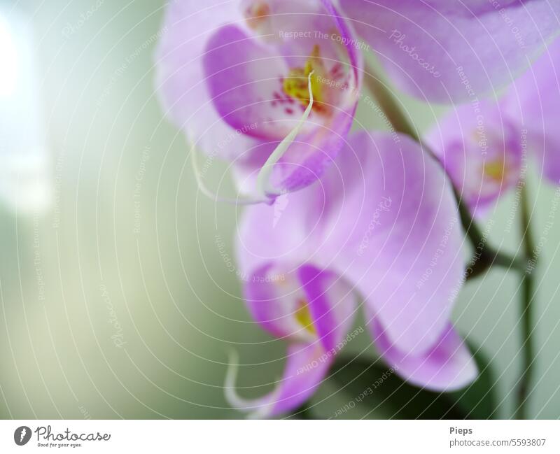 Pink flowers of a butterfly orchid (Phalaenopsis) Orchid blossom Blossom Exotic Gift blossoming flowers Pot plant Fresh Blur in the background Floristry Plant
