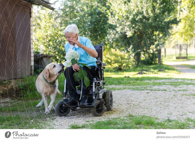 An old woman in a wheelchair talking with a big dog senior holding white hydrange flower pet animal support grey real authentic elderly female granmother