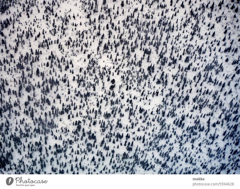 444 🍾 Winter fir trees (#444) Forest Snow Aerial photograph Tree White firs plan Landscape Nature Cold Snowscape Snow layer winter landscape Winter mood