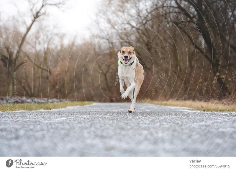 Portrait of a White and brown dog running outside. Running in the wild Funny views of four-legged pets training love happiness woodland excited encouragement