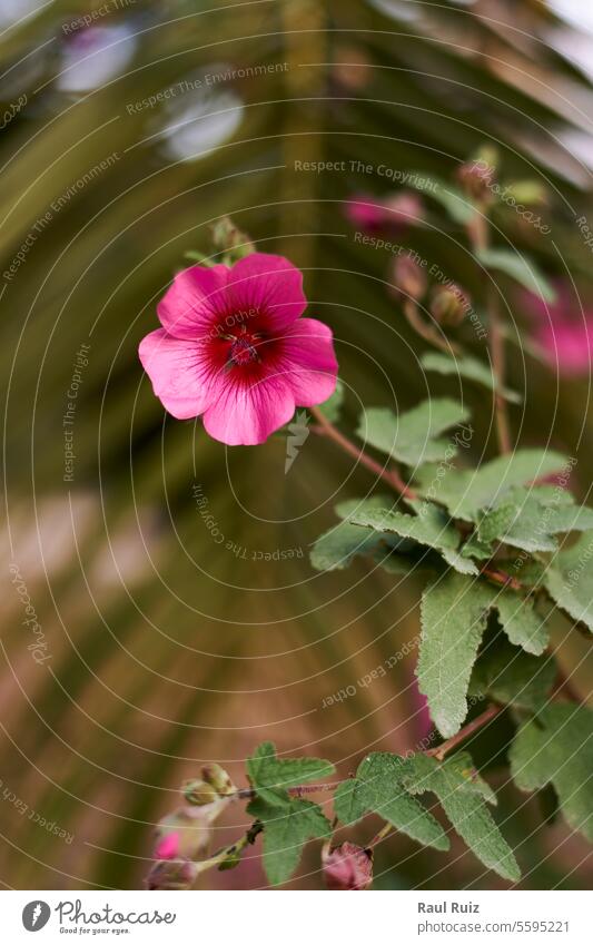 Arbolico's Mallow flower, pink with blurred background colours ornate rose violet way daytime mauve oak coloration mount offroad lilac nature rut beauty bough