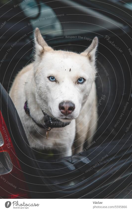 White Siberian Husky waiting in the trunk of the car for another great trip with his owner. Travelling with a dog siberian husky wolf pet excited encouragement