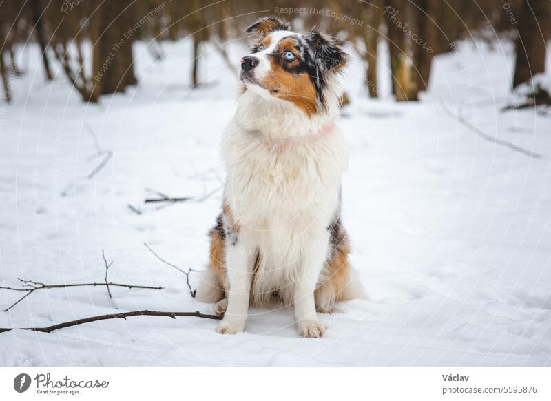 Owner throws treats to his four-legged best friend Australian Shepherd during an icy winter. The happiness of food dog wintertime australian shepherd walk