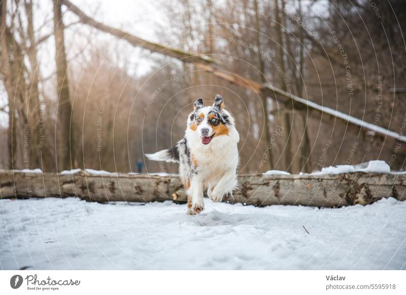 Pure happiness of an Australian Shepherd puppy jumping over a fallen tree in a snowy forest during December in the Czech Republic. Close-up of a dog jumping