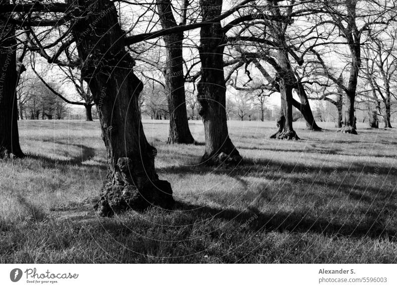 Trees in the park trees Park Meadow Light and shadow Light and shadow play Contrast Shadow play Structures and shapes shadow cast