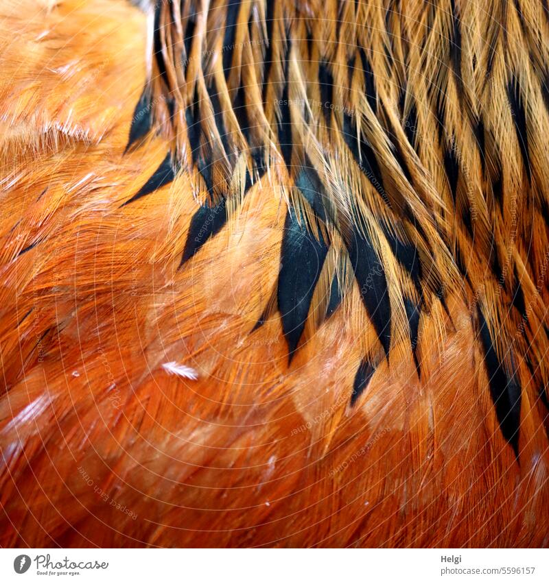 Warming | plumage chicken Rooster feathers feathered Close-up Macro (Extreme close-up) Detail Bird Animal Nature Exterior shot Deserted Yellow Brown Orange