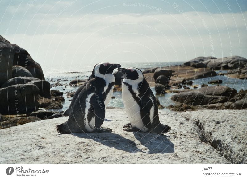 Penguins in love Ocean Simon's Town Cape of Good Hope Africa Web-footed birds Love In pairs Pair of animals Related