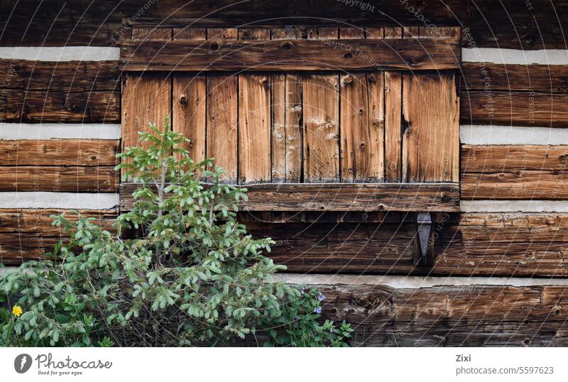 Wood cabin detail with fir #wood #fir #tree #cabin #green #brown