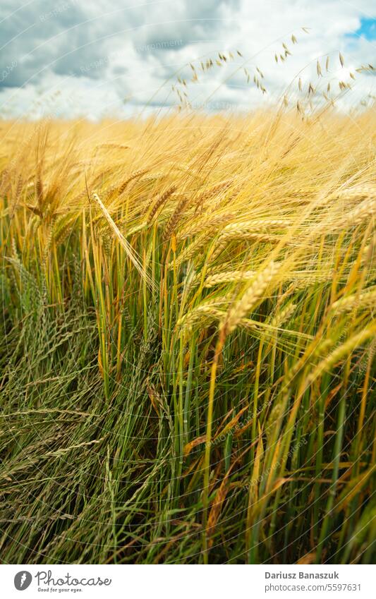 Ears of barley in the field and sky ear gold agriculture nature sunlight outdoor plant grain growth wheat summer harvest seed scene rural bread farm cereal