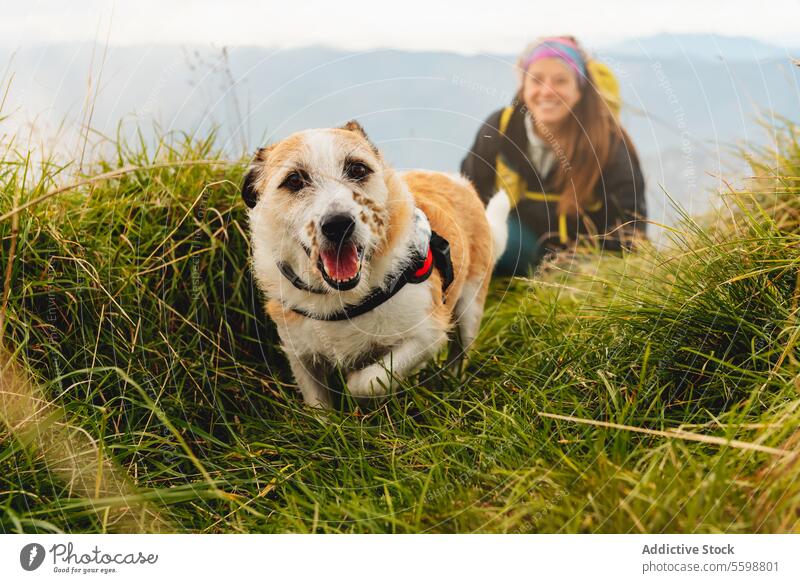 travel with pet dog woman friendly happy mountain hike outdoor adopted without breed adventure caucasian nature trekking cute animal hiker backpack sport