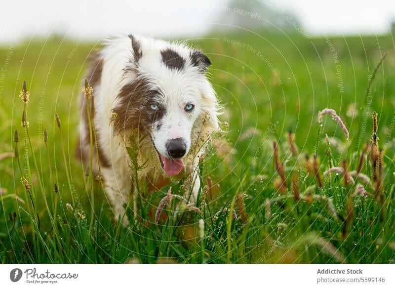 border collie blue merle dog white black blue eyes pet canine canis lupus familiaris young walk calm happy portrait nobody no people animal one domestic cute