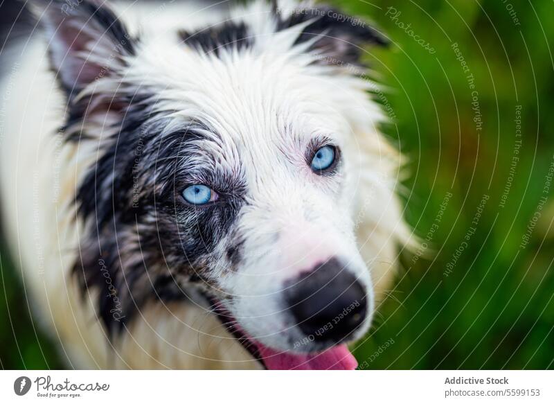 border collie blue merle dog white black blue eyes pet canine canis lupus familiaris young walk calm happy portrait nobody no people animal one domestic cute