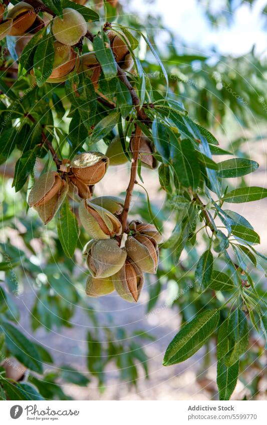 Almond tree with nuts in orchard shell branch agriculture Castilla-La Mancha fruit open hanging produce crop plant leaf harvest growth fresh natural farm