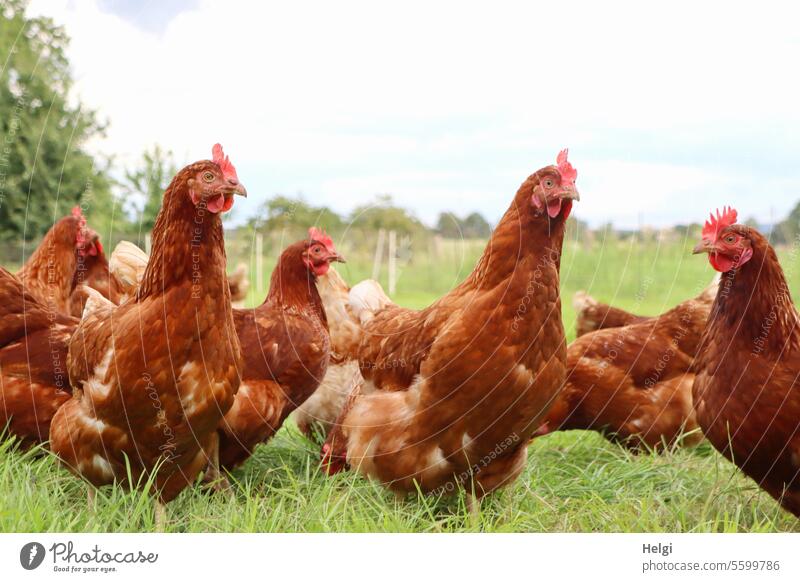 Happy chickens fowls hens hühnerhof Free-roaming organic happy chickens out Exterior shot Meadow Poultry Farm Free-range rearing Keeping of animals Farm animal