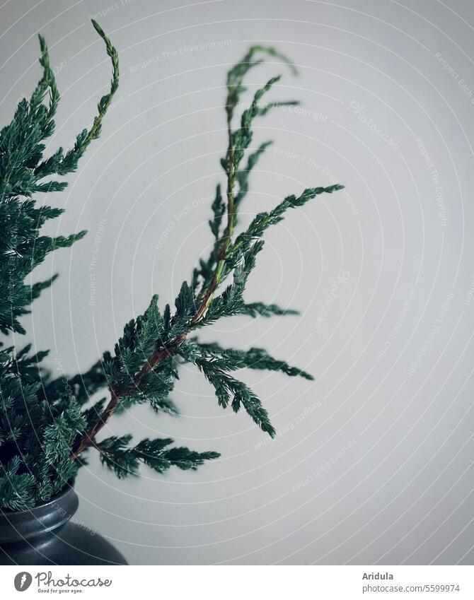Juniper branches in a black vase in front of a gray wall twigs Juniper twigs Green needles Vase decoration winter unostentatious