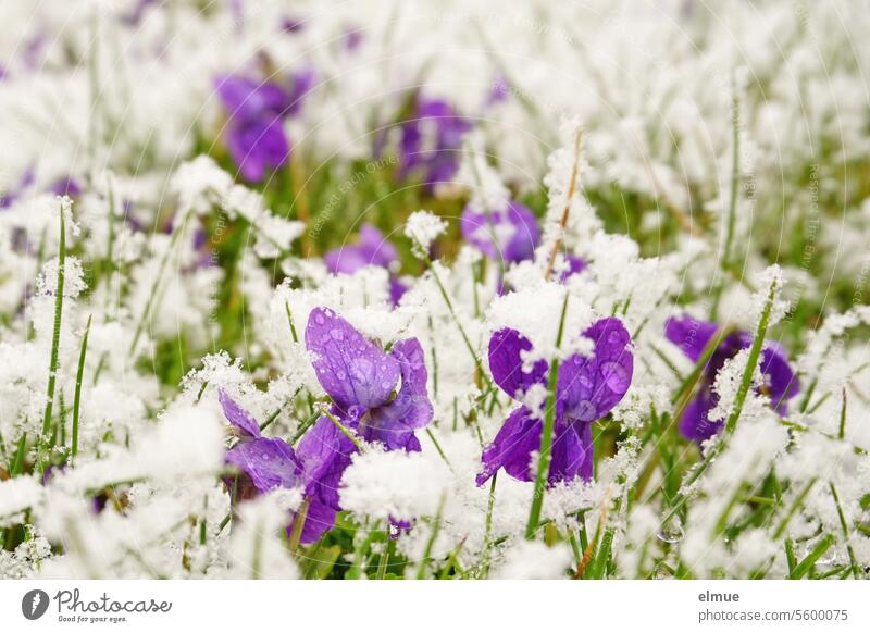 caught freezing cold - snow-covered purple fragrant violets in a meadow Violet Climate March Violet Fragrant violets Viola odorata spring Snow spring feeling