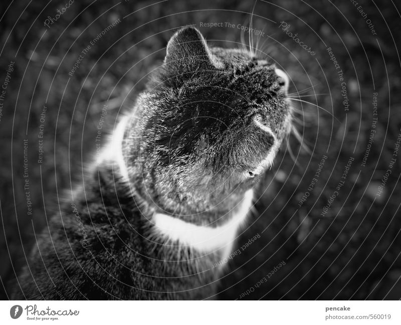 HappyBirthdayPhotocase | looking forward Pet Cat 1 Animal Sign Adventure Movement Discover Resolve Pelt Tabby cat Black & white photo Exterior shot Close-up