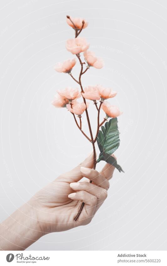 Hand with sakura flower plant bud blossom floral holding flowering vertical human woman beauty symbol concept pink person female cherry tree artificial manicure