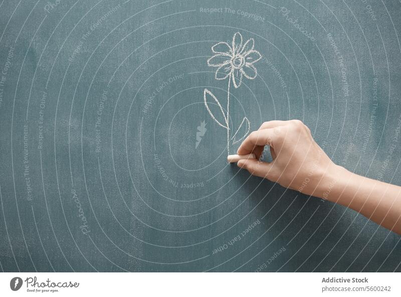 Presenting flower Hand blackboard chalkboard drawing depict limb body part plant nature natural human environmentalist concept environmentalism development