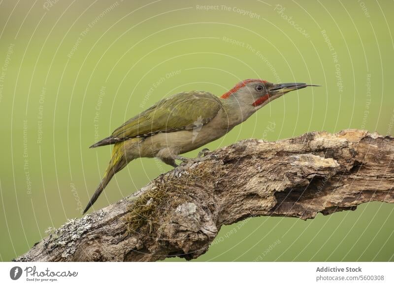 Green Woodpecker Perched on a Tree Branch woodpecker Picus vridis green bird wildlife nature branch perched tree natural habitat soft background animal outdoors