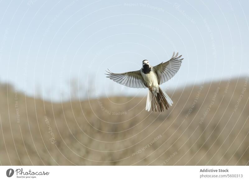 Elegant white wagtail bird mid-flight with outstretched wings glide air backdrop nature wildlife animal Motacilla alba delicate feather outdoor flying sky
