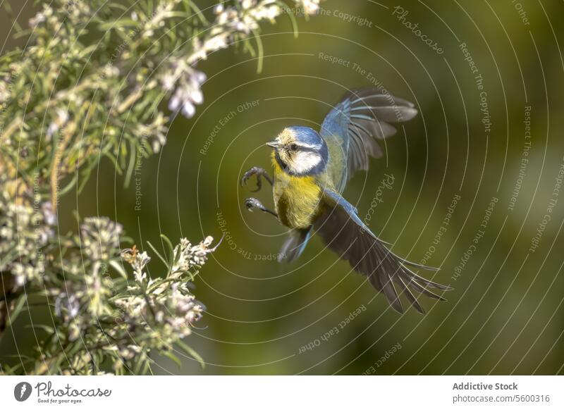 Blue tit in flight approaching a bush blue tit bird wing nature flowering Cyanistes caeruleus blurred background wildlife mid-flight outstretched vibrant