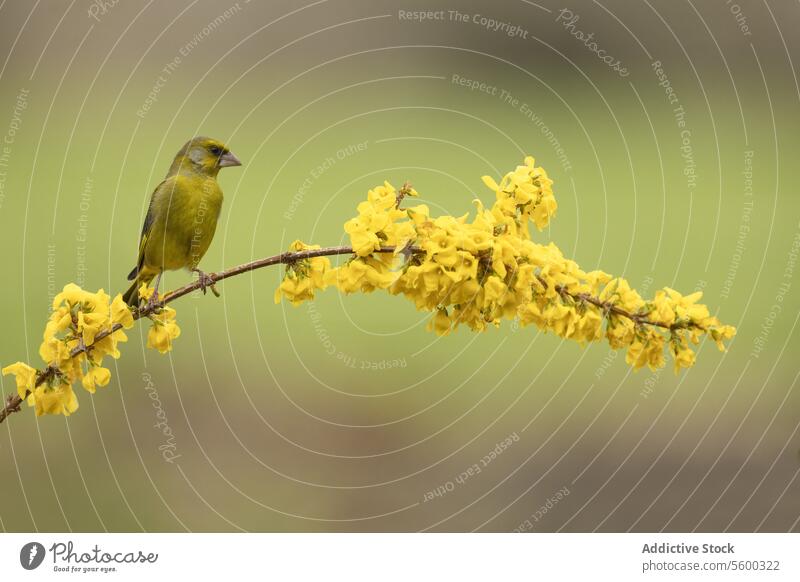 Green greenfinch bird perched on a blooming yellow branch soft-focus Chloris Chloris background nature wildlife tranquil resting flora fauna golden spring