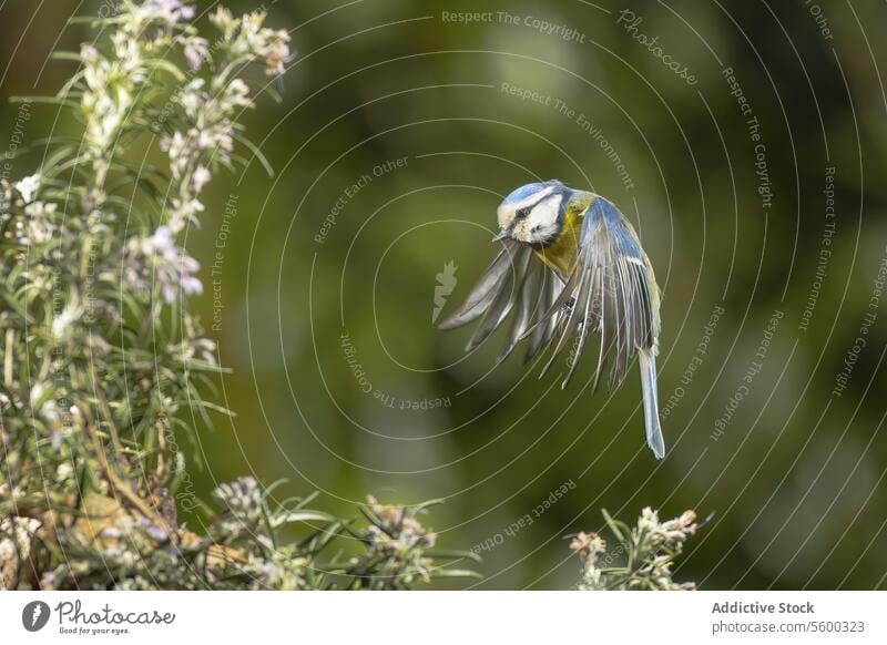 Graceful blue tit in mid-flight among green foliage bird mid-air nature wildlife wing feathers flying agile animal outdoor natural habitat cyanistes caeruleus