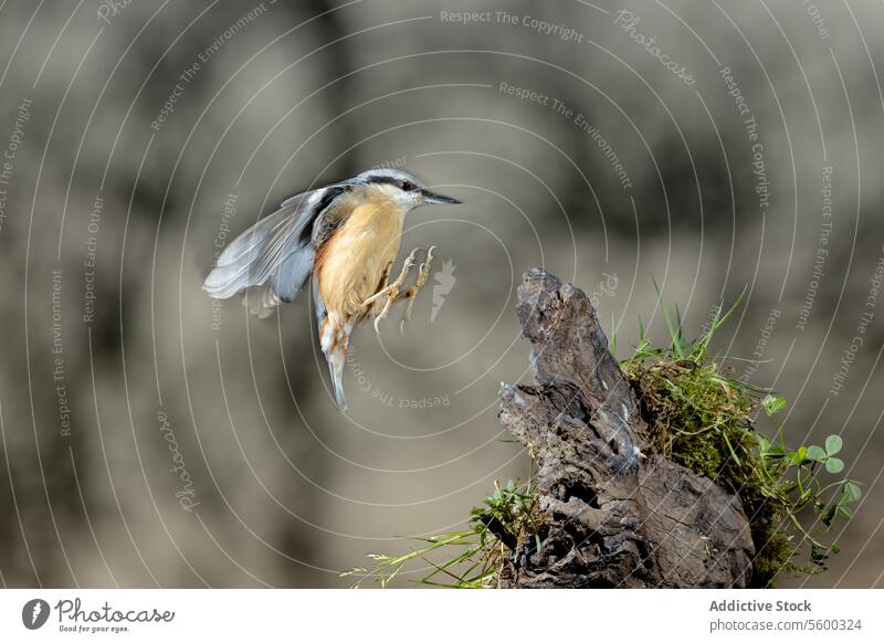Nuthatch bird in mid-flight over mossy perch nuthatch nature wildlife takeoff Sitta europea woodland tree stump outdoors wing motion dynamic flying action