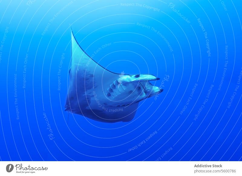 Majestic Mobula Ray in Azores Sea ray majestic fin spread serene blue sea deep underwater marine life wildlife ocean solitary nature aquatic animal glide swim