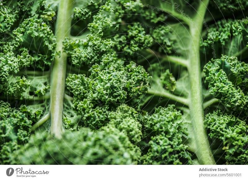 Close up of raw green kale leaves. Healthy seasonal winter vegetable with vitamin c. Structure of cabbage leaves. Top view. close up healthy structure top view