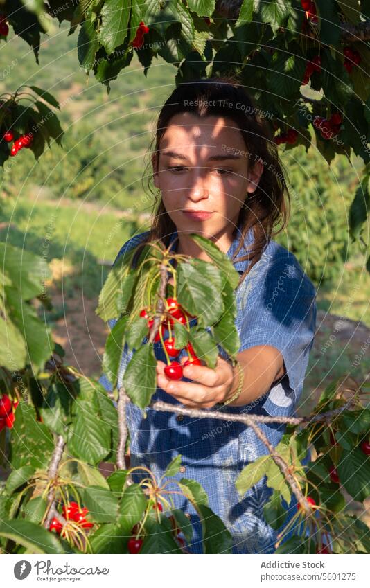 Woman picking up cherries from tree woman cherry fruit inspecting ripe orchard summer nature agriculture farming harvest fresh examine sunny female outdoor