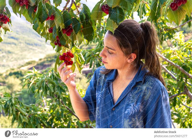 Woman picking up cherries from tree woman cherry fruit inspecting ripe orchard summer nature agriculture farming harvest fresh examine sunny female outdoor
