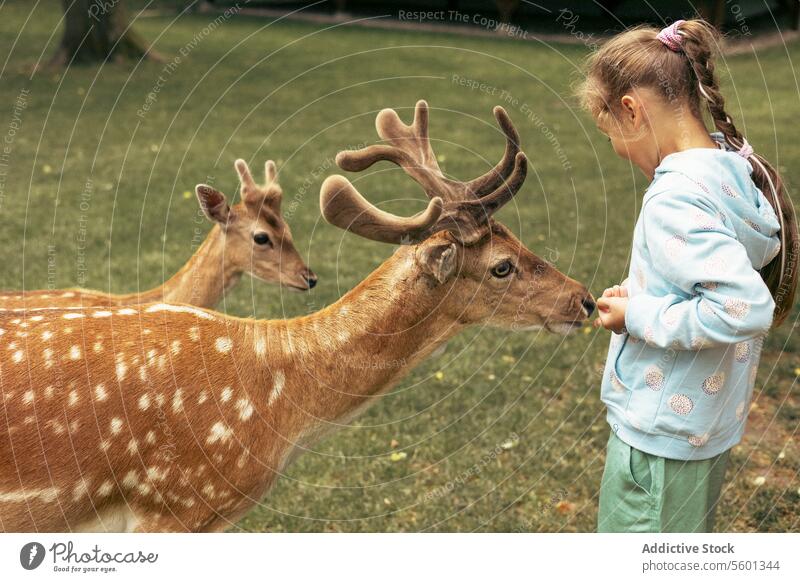 Child feeding wild deer at outdoor safari park. Little girl watching reindeer on a farm. Kid and pet animal. Family summer trip to zoological garden. woodland