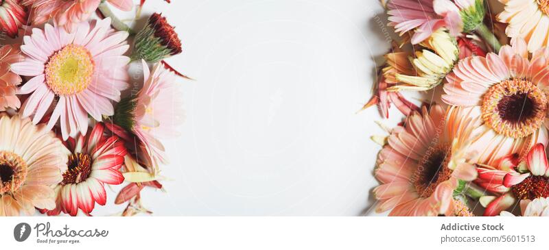 Floral background with  pink gerbera flowers at white background. Frame with petals and copy space. Banner. Top view. floral frame banner top view beautiful